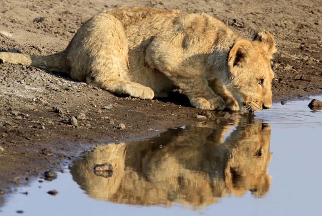 Reflection of a Future King