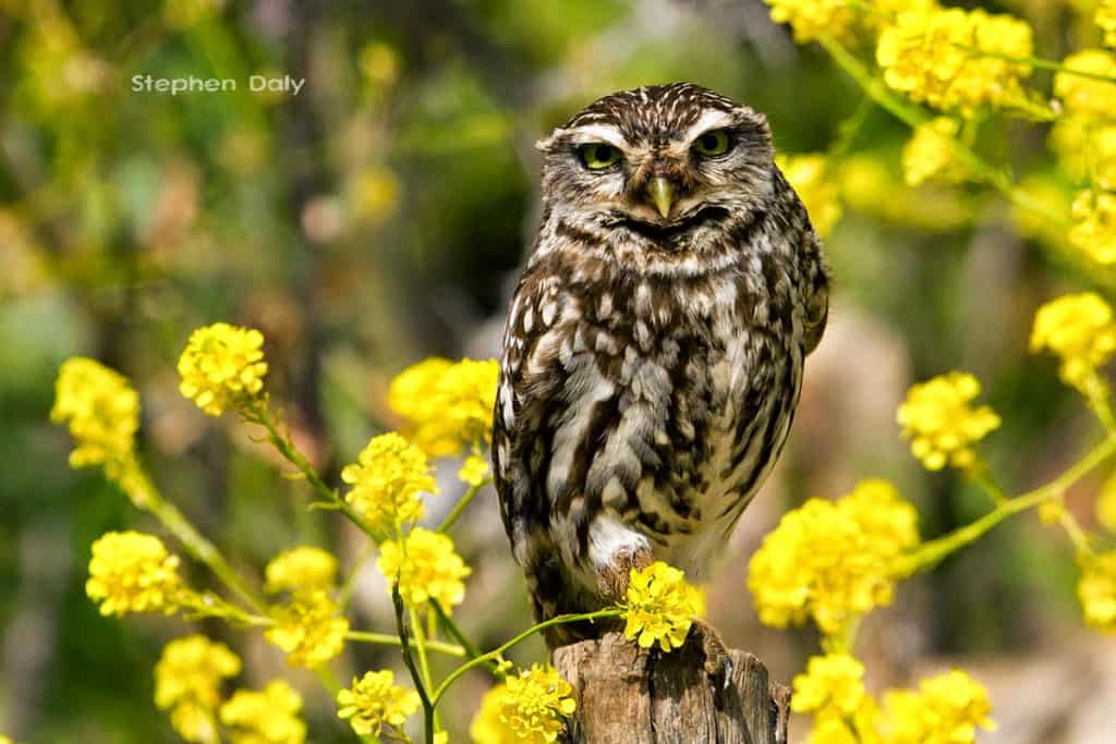 Little Owl on Mustard Flowers