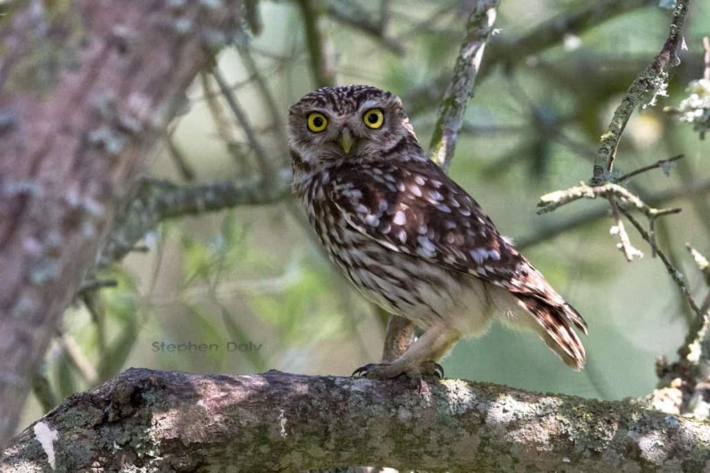 Little Owl sitting in a Wild Olive Tree