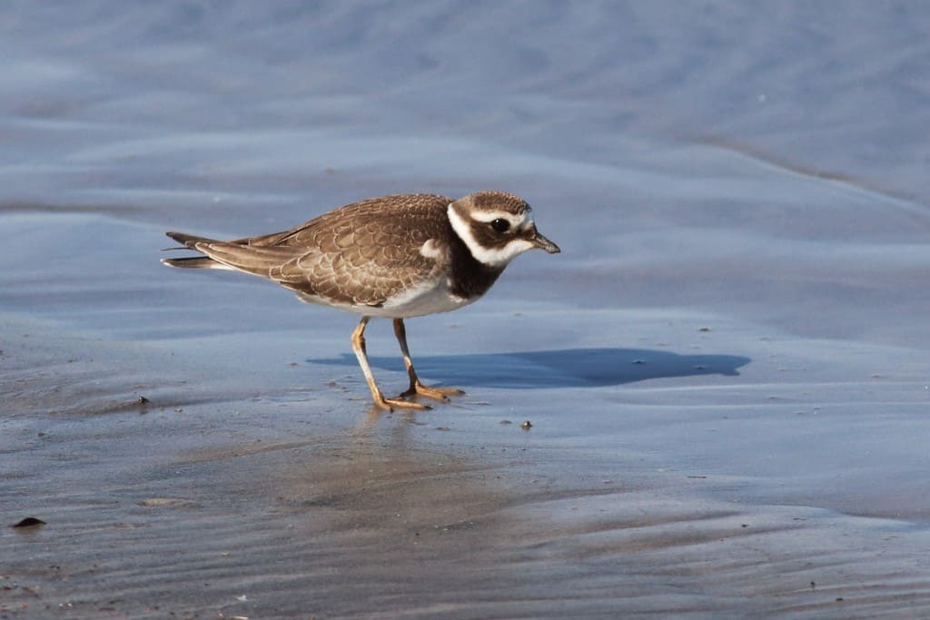 Common Ringed Plover Juvenile Foraging