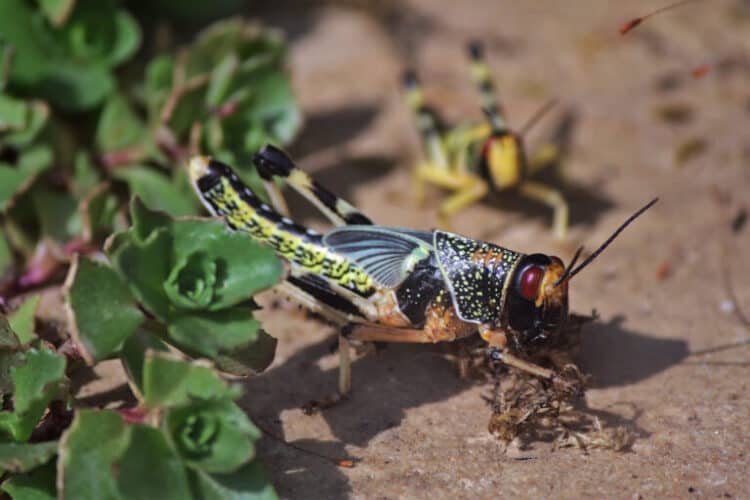Ethiopia used chemicals to kill locusts. Billions of honeybees disappeared