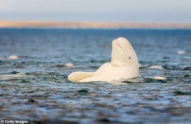 Lone beluga whale is spotted swimming off the coast of Seattle, 1,500 miles from the nearest population in Alaska – and scientists have no idea why