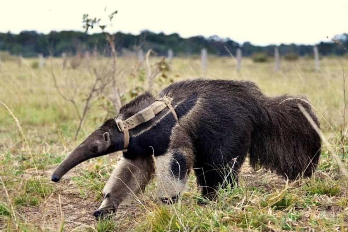 Loss of forests turns up the heat, literally, on giant anteaters