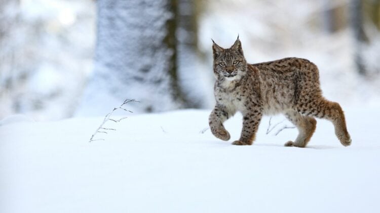 An endangered species, lynx populations are still shrinking in some European countries and regions. Credit: CC0 via Unsplash
