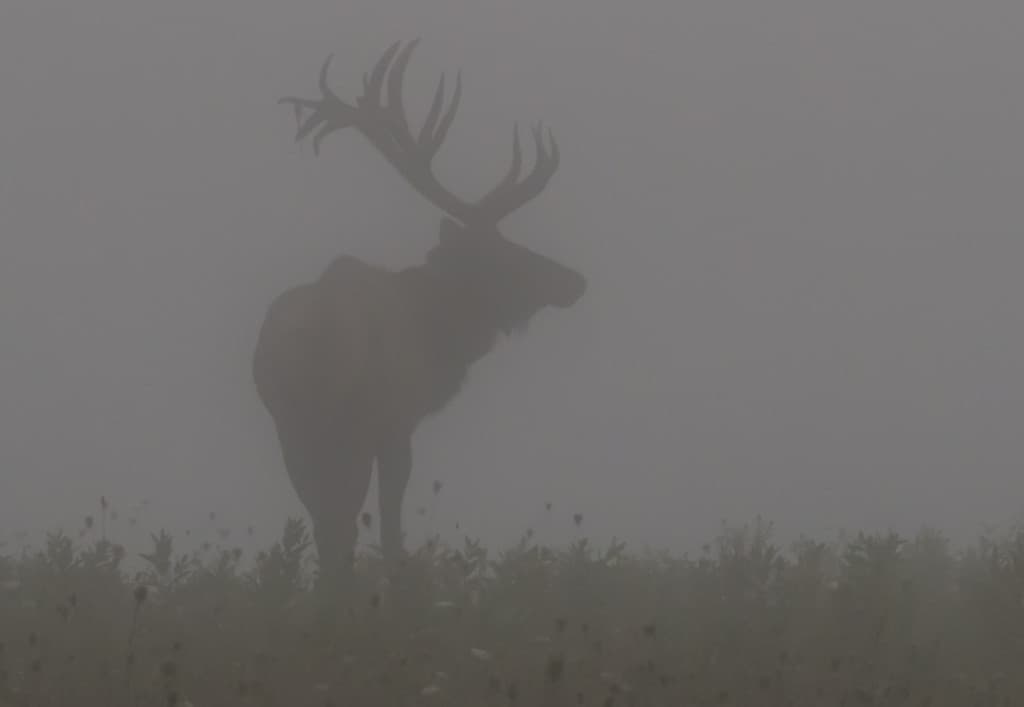 Bull Elk in the Fog