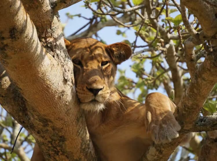 Stray juvenile lion shot dead by the Uganda Wildlife Authority for killing and eating people’s livestock