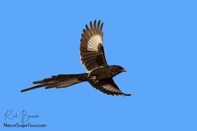 Magpie Shrike in Flight