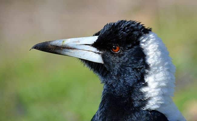all about magpies