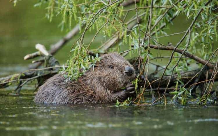Major new study shows role beavers could play in restoring Scotland’s rivers