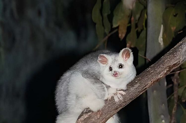 Greater glider (Petauroides volans) in the Australian Capital Territory, Australia. Credit: Third Silence Nature Photography/Wikimedia Commons, CC BY