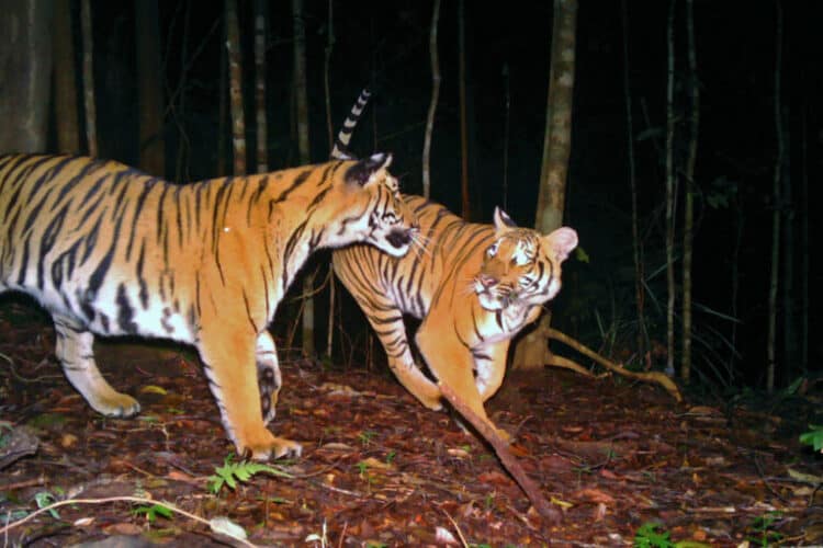 Malayan tigers are on the brink of extinction. The recent paper, published in Frontiers in Conservation Science, found that the tiger population in the Kenyir Core Area remained below “recovery potential” but stabilized during the study period. Image courtesy of Panthera Malaysia/DWNP.