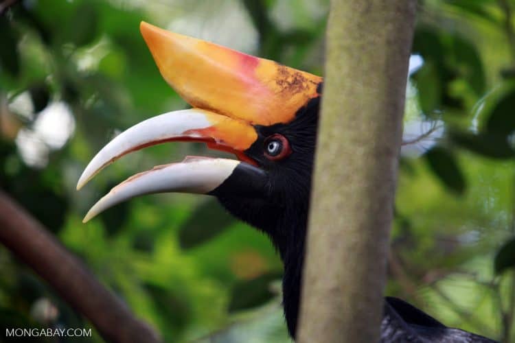 Malaysian hornbill bust reveals live trafficking trend in Southeast Asia