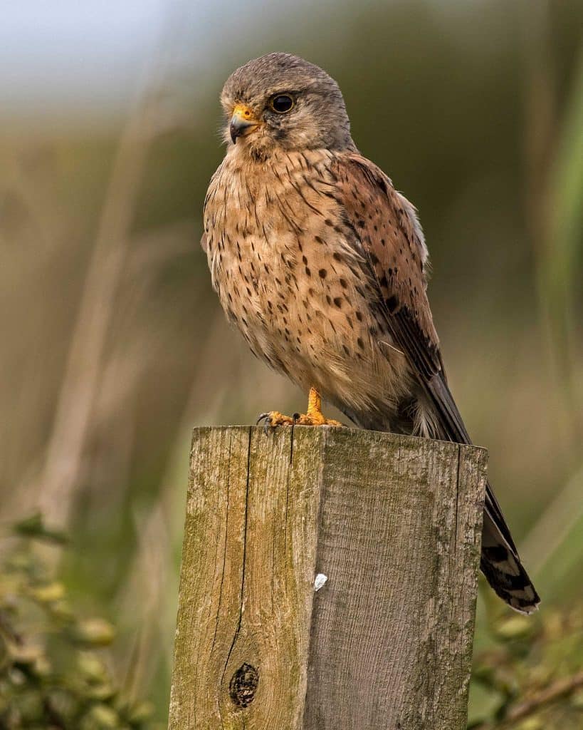Male Kestrel on the Look Out