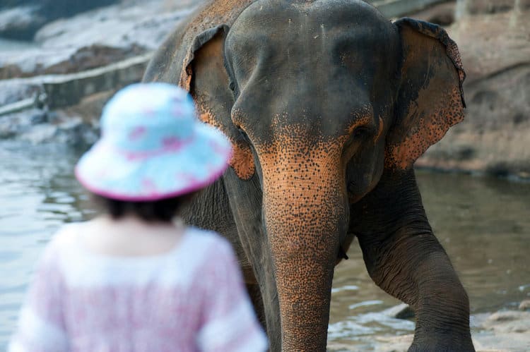 Many zoo elephants show signs of distress, like repetitive swaying or head-bobbing.PHOTO: PEXELS