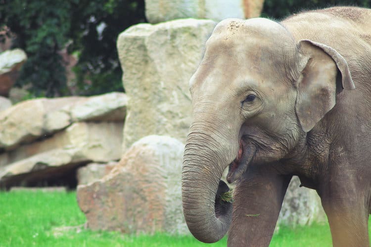 Public opinion about keeping elephants in zoos is increasingly divided.PHOTO: PEXELS