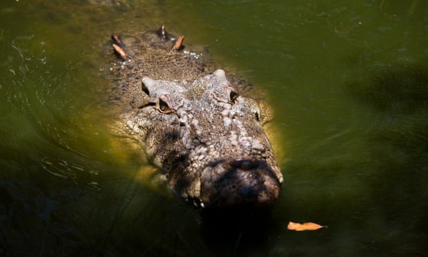 Man bitten by crocodile during tourist river cruise near Darwin