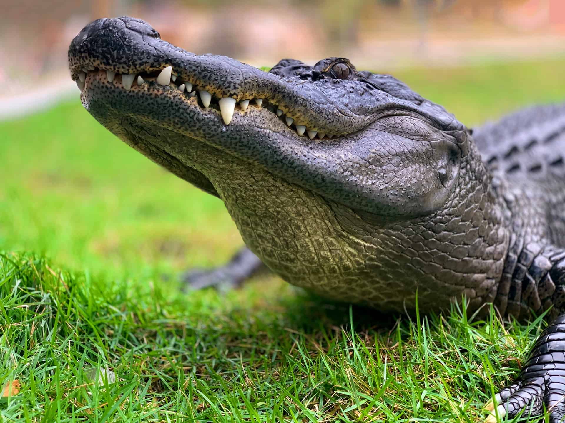 Man Intentionally Hits Alligator and Nest with Lawn Mower