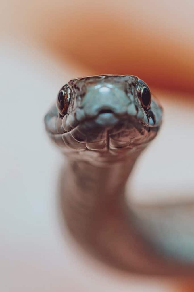 https://focusingonwildlife.com/news/wp-content/uploads/man-reaches-into-hole-and-grabs-lots-of-snakes-video-Kids-Activities-Blog-683x1024-1.jpg