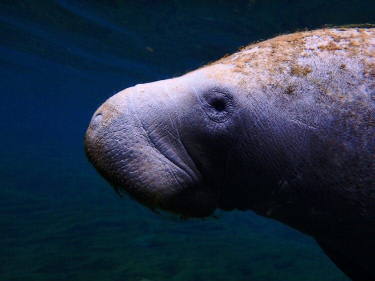 Manatee death toll in past dozen years equals current population