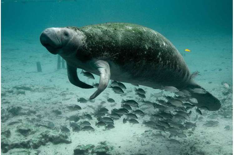 Attempt to feed manatees fails so far, but effort to hold off starvation will continue