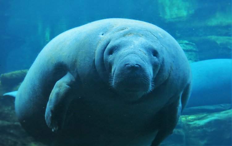 Florida Manatees Continue to Face Difficult Times as Food Sources Dwindle