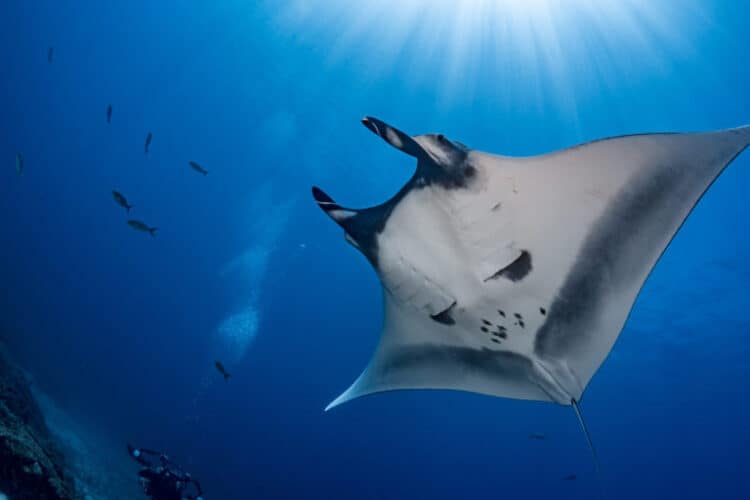 A manta ray with diver, Socorro. Image by Hannes Klostermann / Ocean Image Bank.