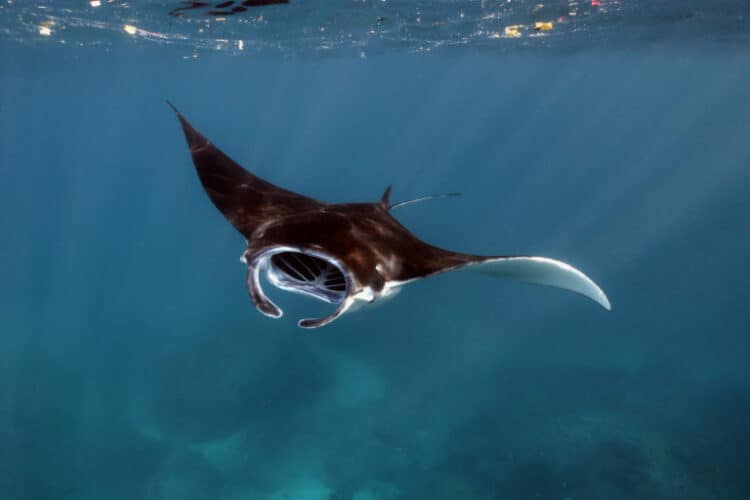 Strong marine protected areas credited with manta ray surge in Indonesia