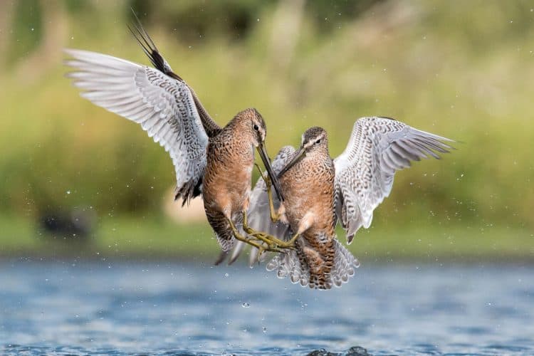 Many Partners Aim to Protect Nevada Wetlands for Shorebirds
