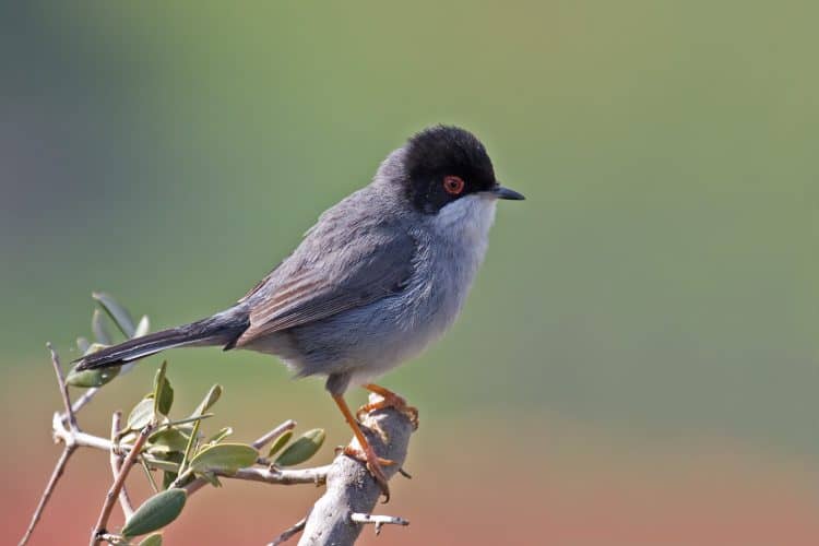 Massacre on Cyprus. Researchers call for a crack down on poachers who lure millions of birds to their deaths on the Mediterranean island with recordings of their own songs.