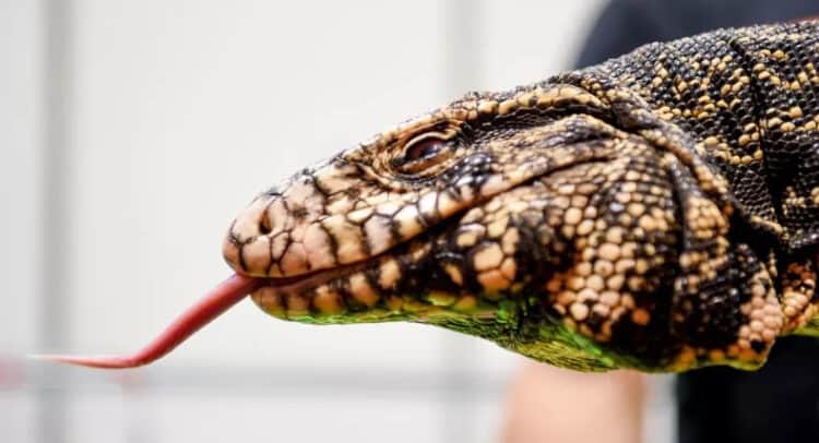 Teddy the tegu is seen at the National Pet Show on November 3, 2018, in Birmingham, England. Tegus are touted for their docility and are widely loved as pets, but the reptile has become an invasive species in the Southern U.S. GETTY