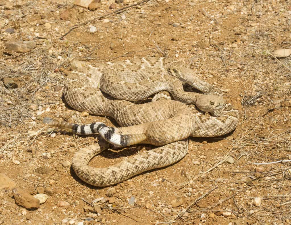 Western Diamond-backed Rattlesnakes Mating