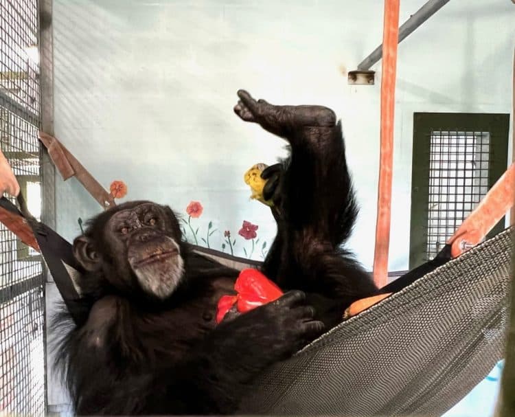 Eight Chimpanzees Find Their Forever Home in Sanctuary