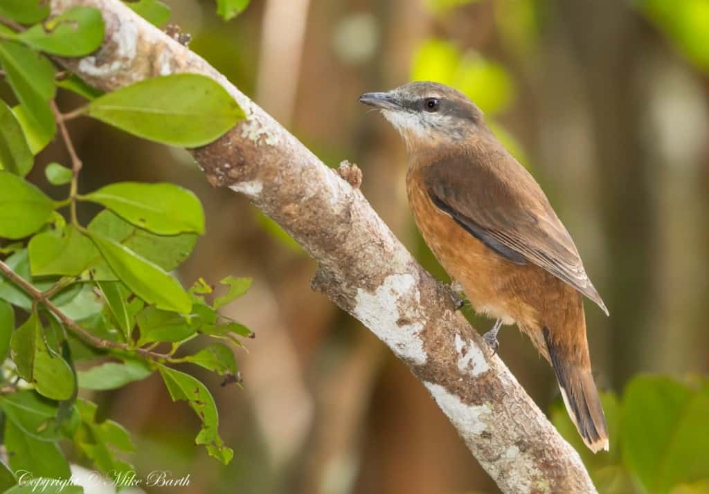 Mauritius Cuckooshrike Coracina typica