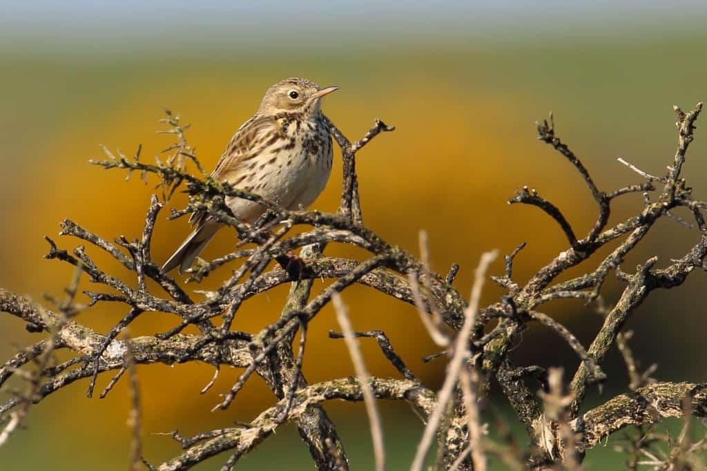 Meadow Pipit on Burnt Gorse