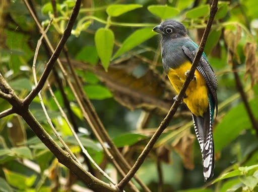 Meet the beautiful birds that are rebuilding Brazil’s Atlantic Forests