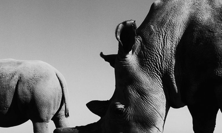 Meet 'the girls': the last two northern white rhinos on Earth – in pictures