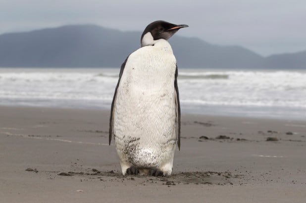Melting ice imperils 98 percent of Emperor penguin colonies by 2100