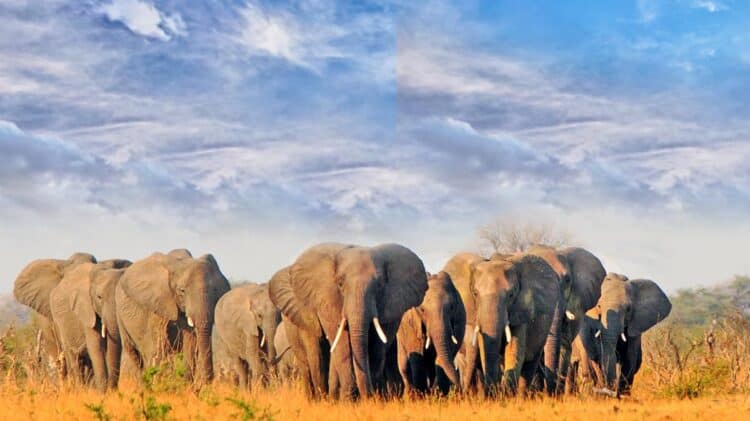 Elephants in Southern Africa - Management Issues and Options