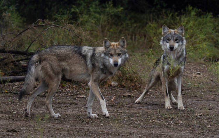 Endangered Mexican Wolves Reach Population Milestone in New Mexico and ...