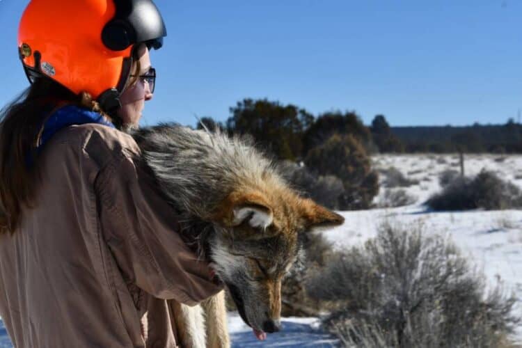 Endangered Mexican Wolves Reach Population Milestone in New Mexico and Arizona