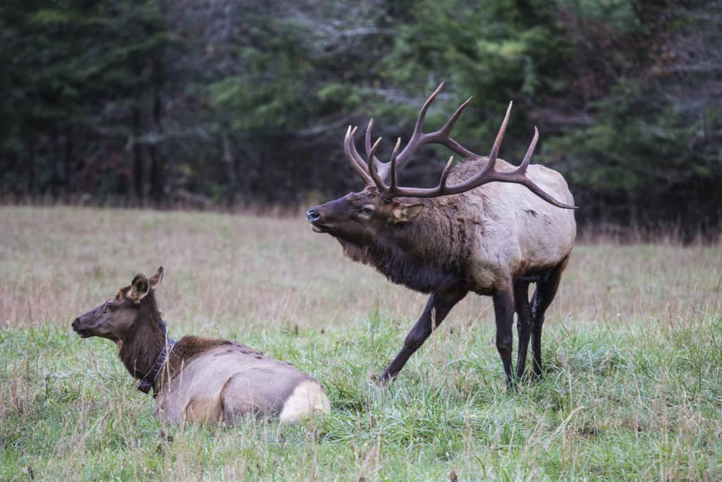 Bull Elk After a Cow