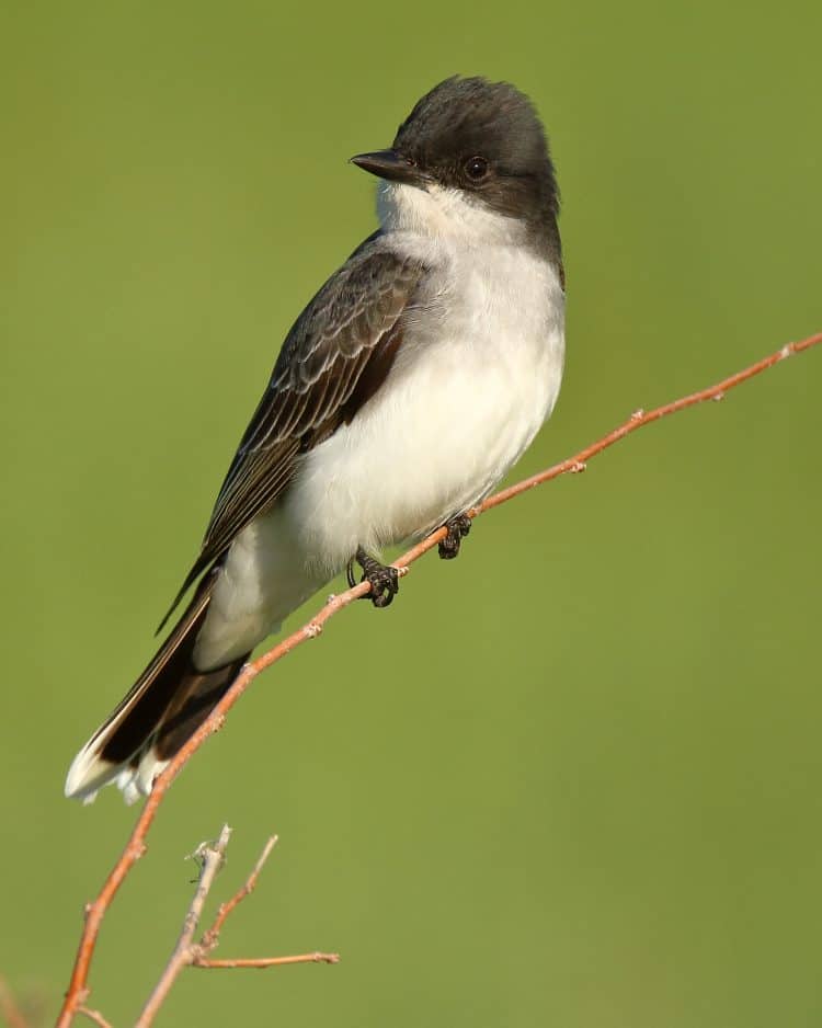 Eastern Kingbird