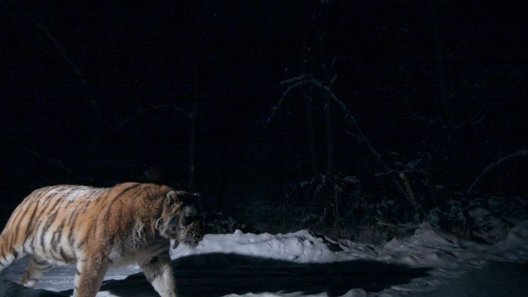 Siberian tigers are being hunted at night for their body parts