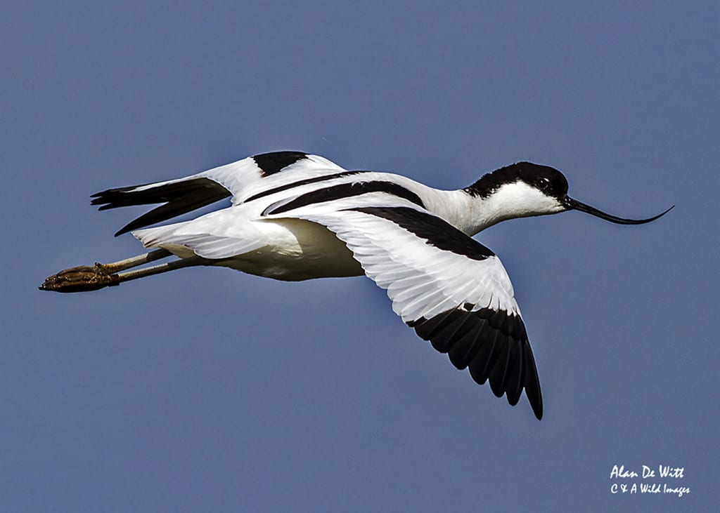 Avocet on the Wing