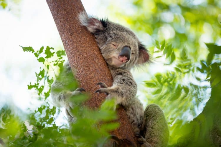 Charges Coming Against Landowner and Company Involved in Koala Massacre