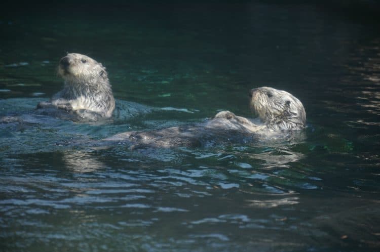 Swimming Southern Sea Otters