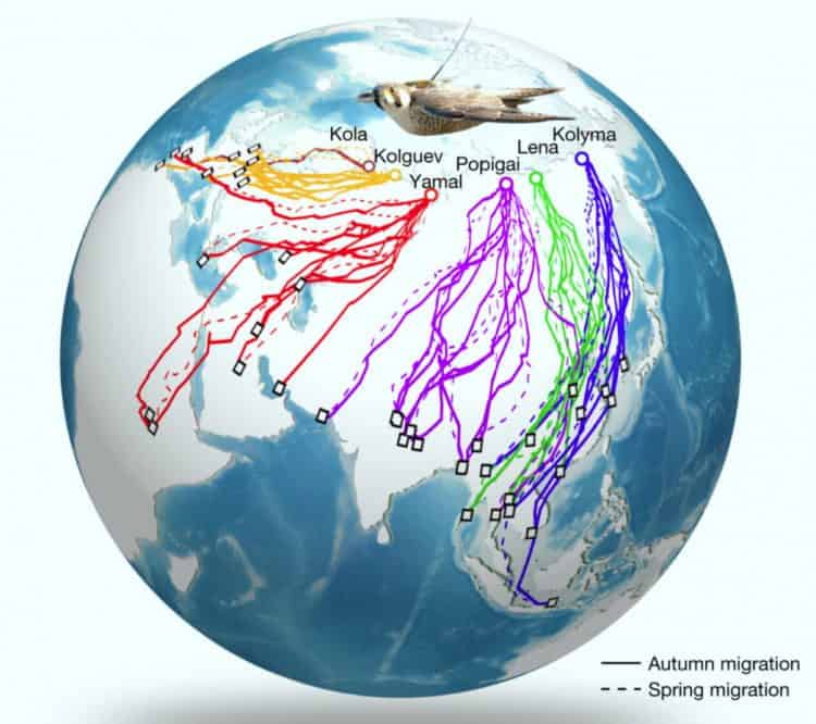 Five migration routes for 56 peregrine falcons tracked by satellite. Image credit: Gu et al., doi: 10.1038/s41586-021-03265-0.
