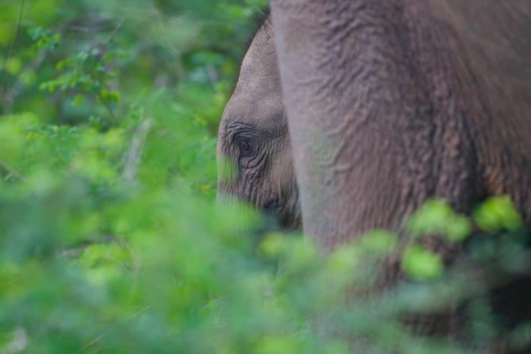 Elephant Calf is Rescued From Snare
