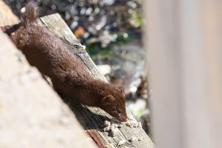 An Unbelievable 40,000 Mink May Be On the Run in Ohio, According to Police