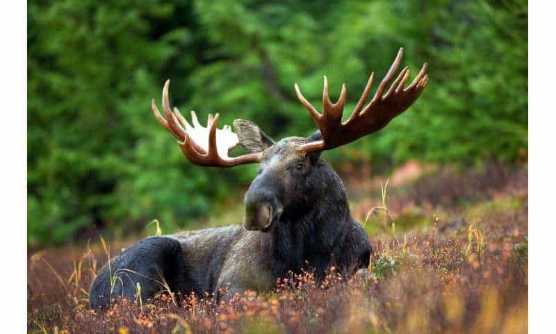 Minnesota moose will not be listed as federally endangered species